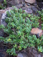 Image of Veronica elliptica G. Forster