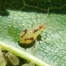 Image of Aphid