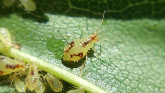 Image of Aphid