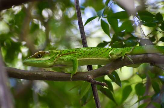 Слика од Anolis noblei Barbour & Shreve 1935