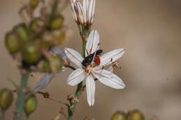 Image of Andrena sardoa Lepeletier 1841