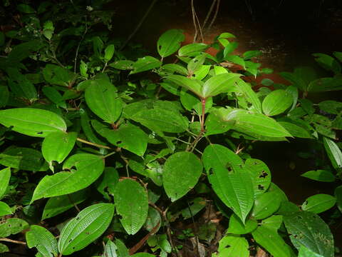 Sivun Miconia bracteata (DC.) Triana kuva