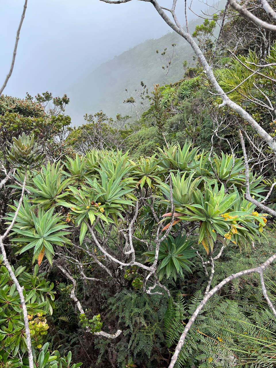 Image of Hibbertia baudouinii Brongn. & Gris