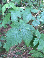 Image of salmonberry