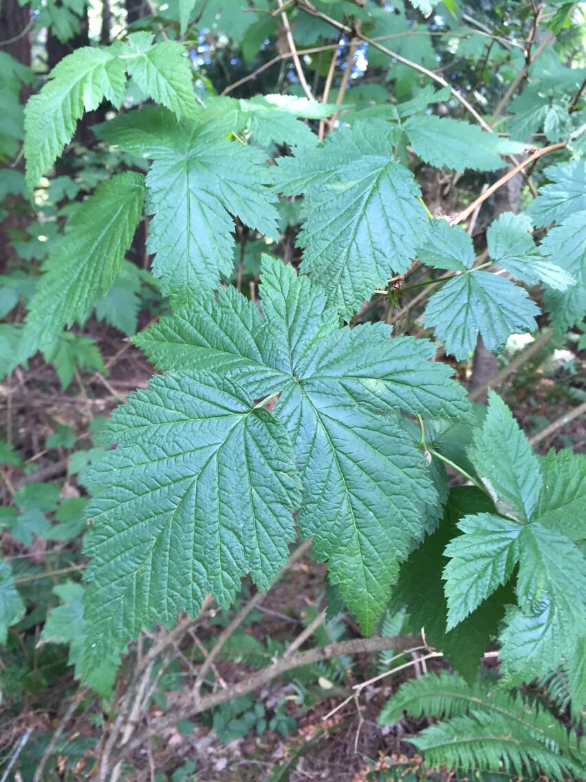 Image of salmonberry