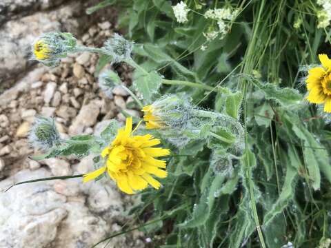 Image of woolly hawkweed