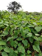 Image of Solanum pubescens Willd.