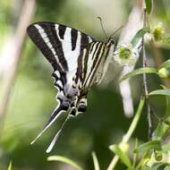 Image of Protographium leosthenes (Doubleday 1846)