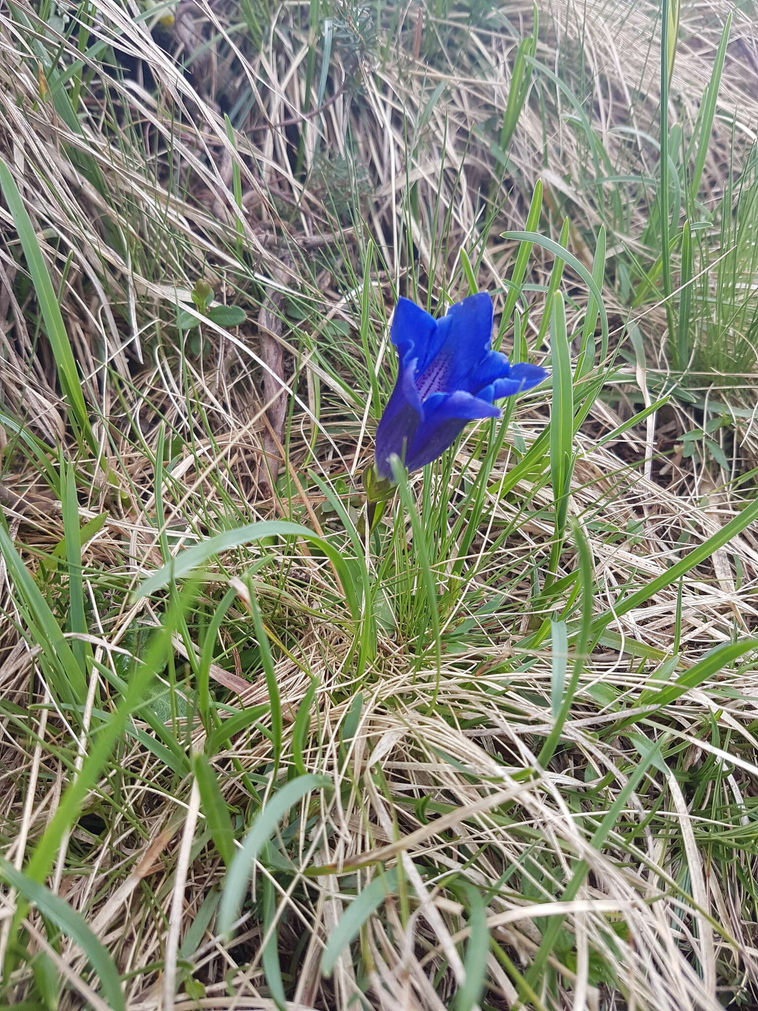 صورة Gentiana clusii subsp. clusii