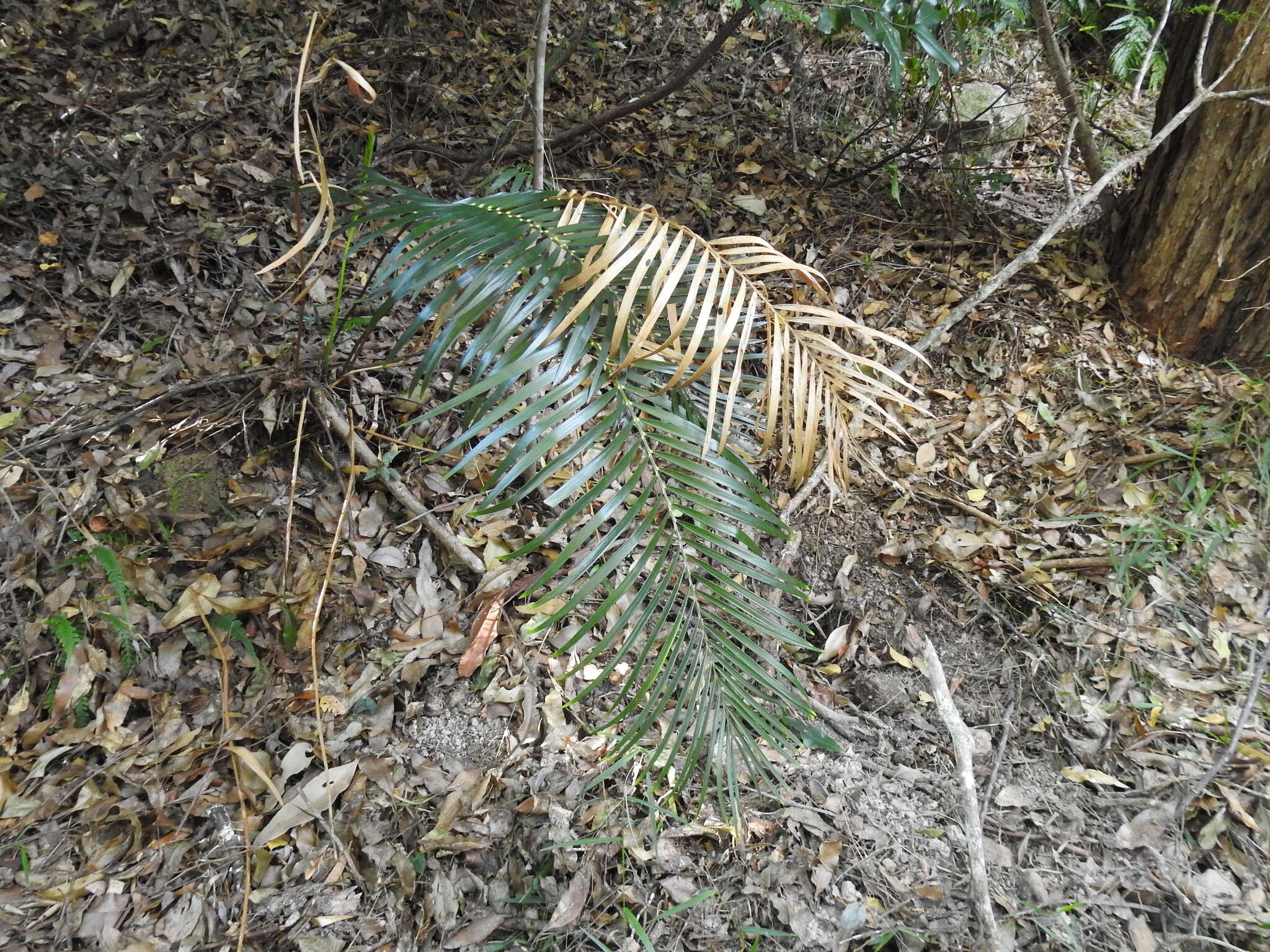 Image of Macrozamia lucida L. A. S. Johnson