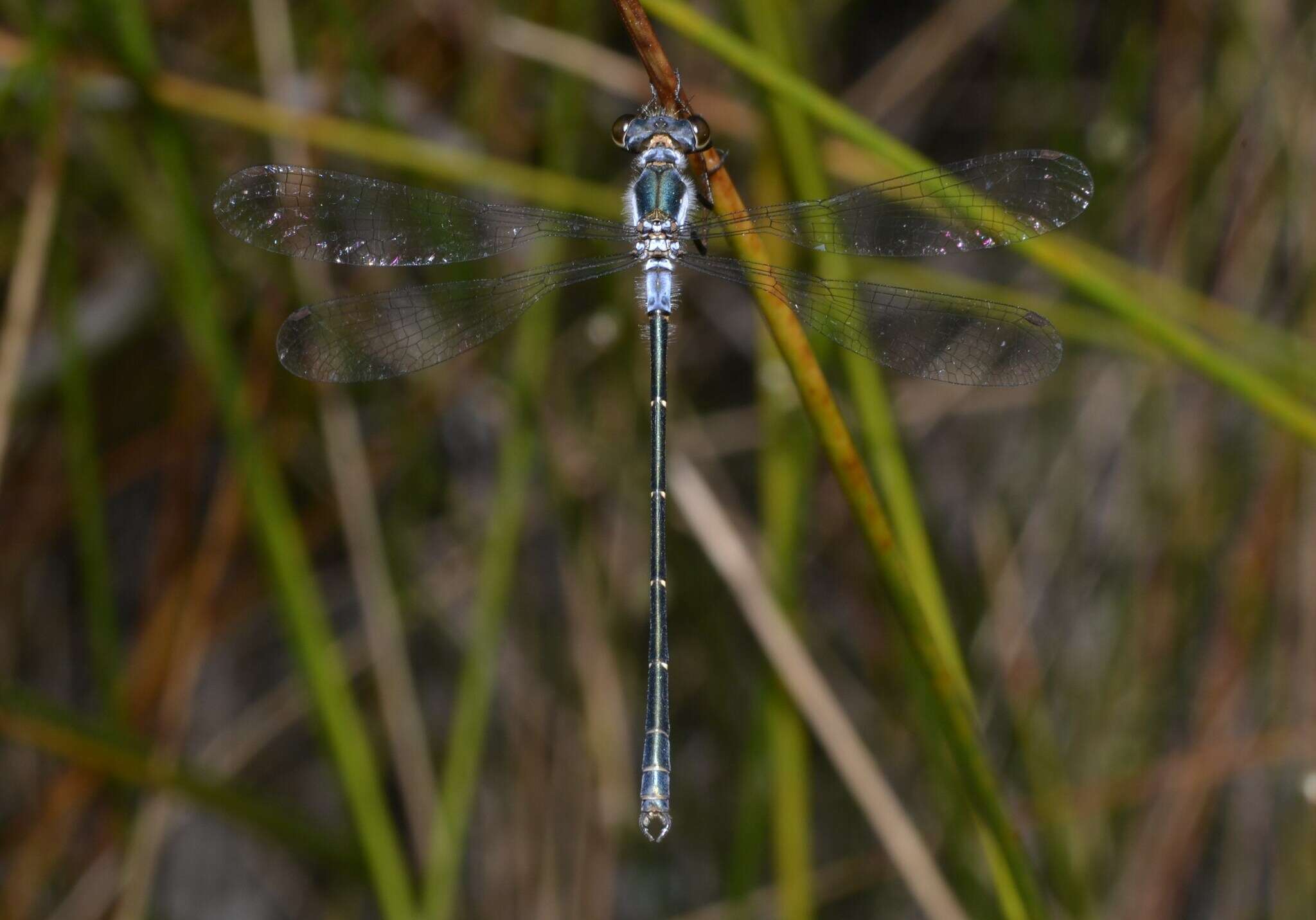 Image of Archiargiolestes pusillus (Tillyard 1908)