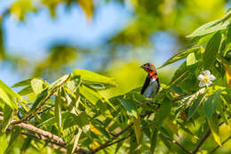 Image of Black-fronted Flowerpecker