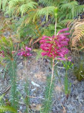 Image of Erica abietina subsp. atrorosea E. G. H. Oliv. & I. M. Oliv.