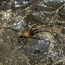 Image of Cave cobweb spider