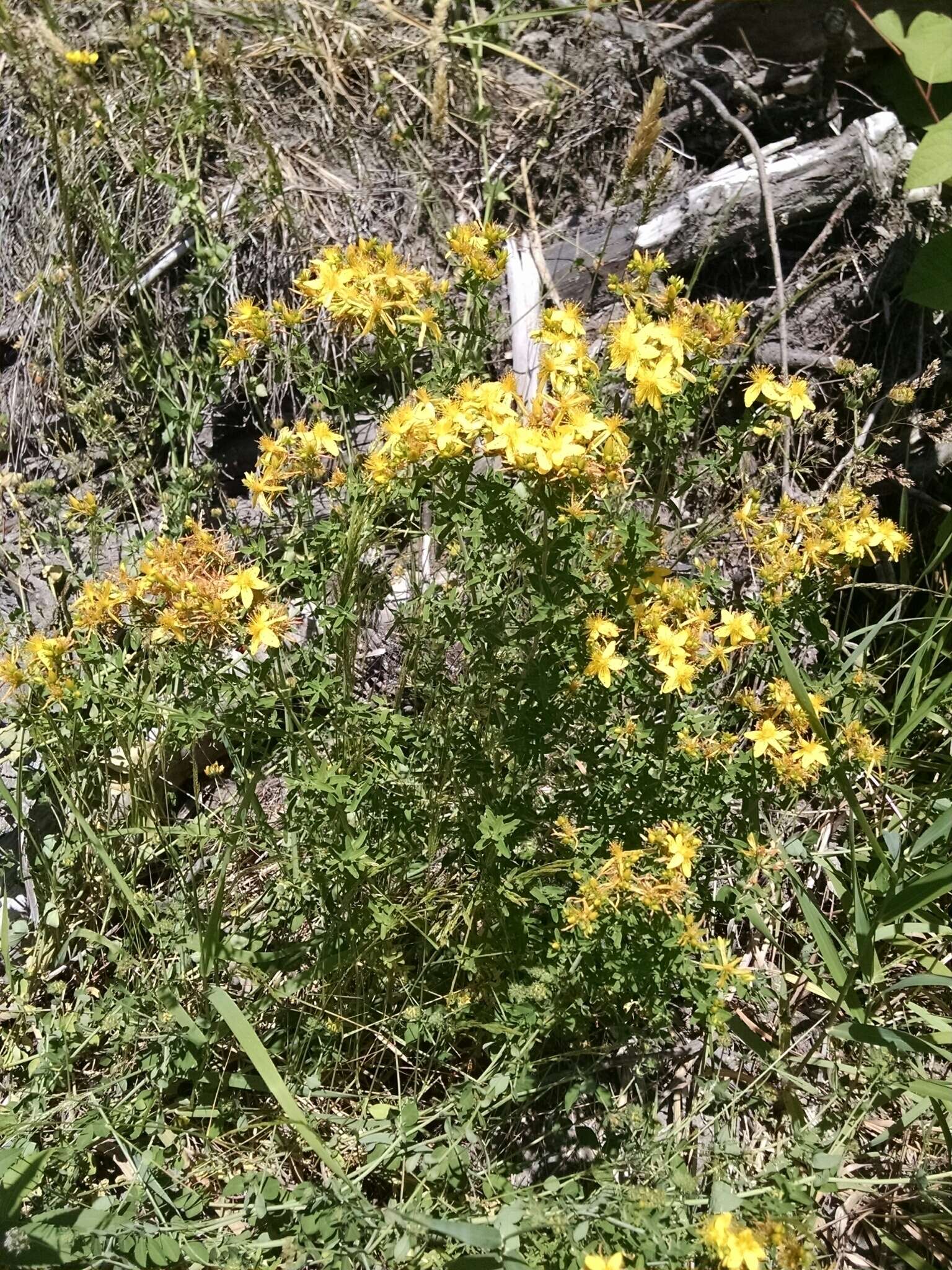 Image of St John's wort