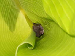 Image of Nepalese Whiskered Bat