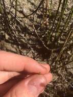 Image of variegated scouringrush