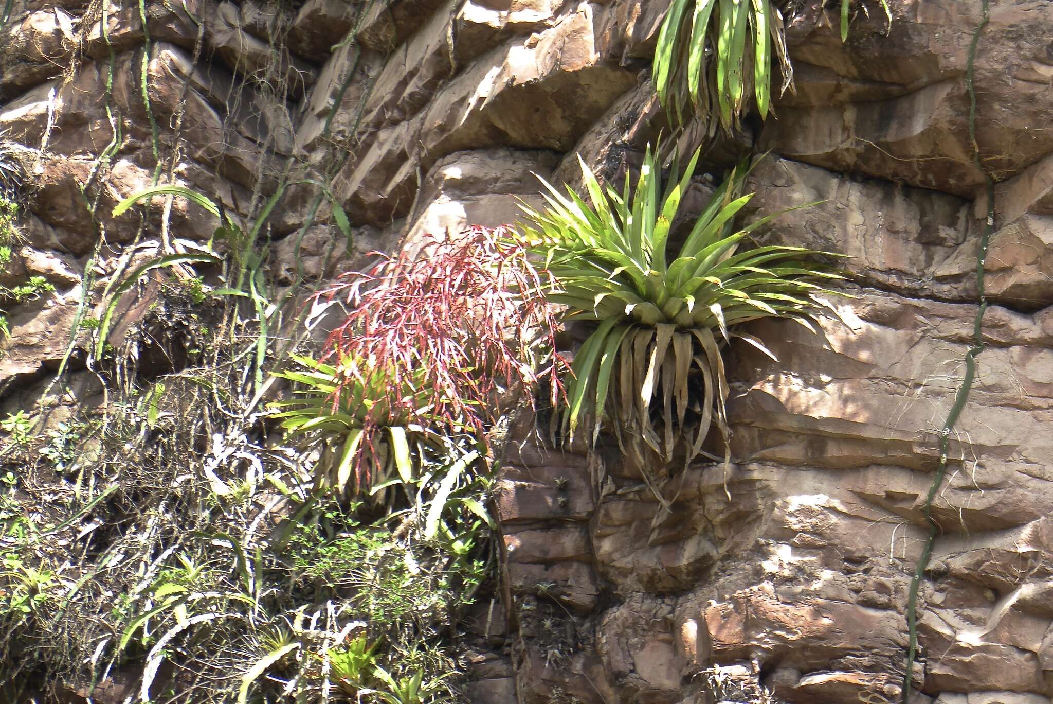 Image of Tillandsia ferreyrae L. B. Sm.