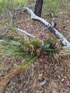 Image of Macrozamia serpentina D. L. Jones & P. I. Forst.