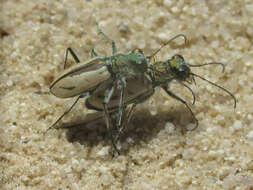 Image de Cicindela (Cicindela) limbata Say 1823