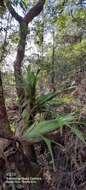 Image of Aechmea bromeliifolia (Rudge) Baker ex Benth. & Hook. fil.