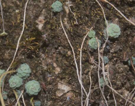 Image of Sedum clausenii E. Perez-Calix