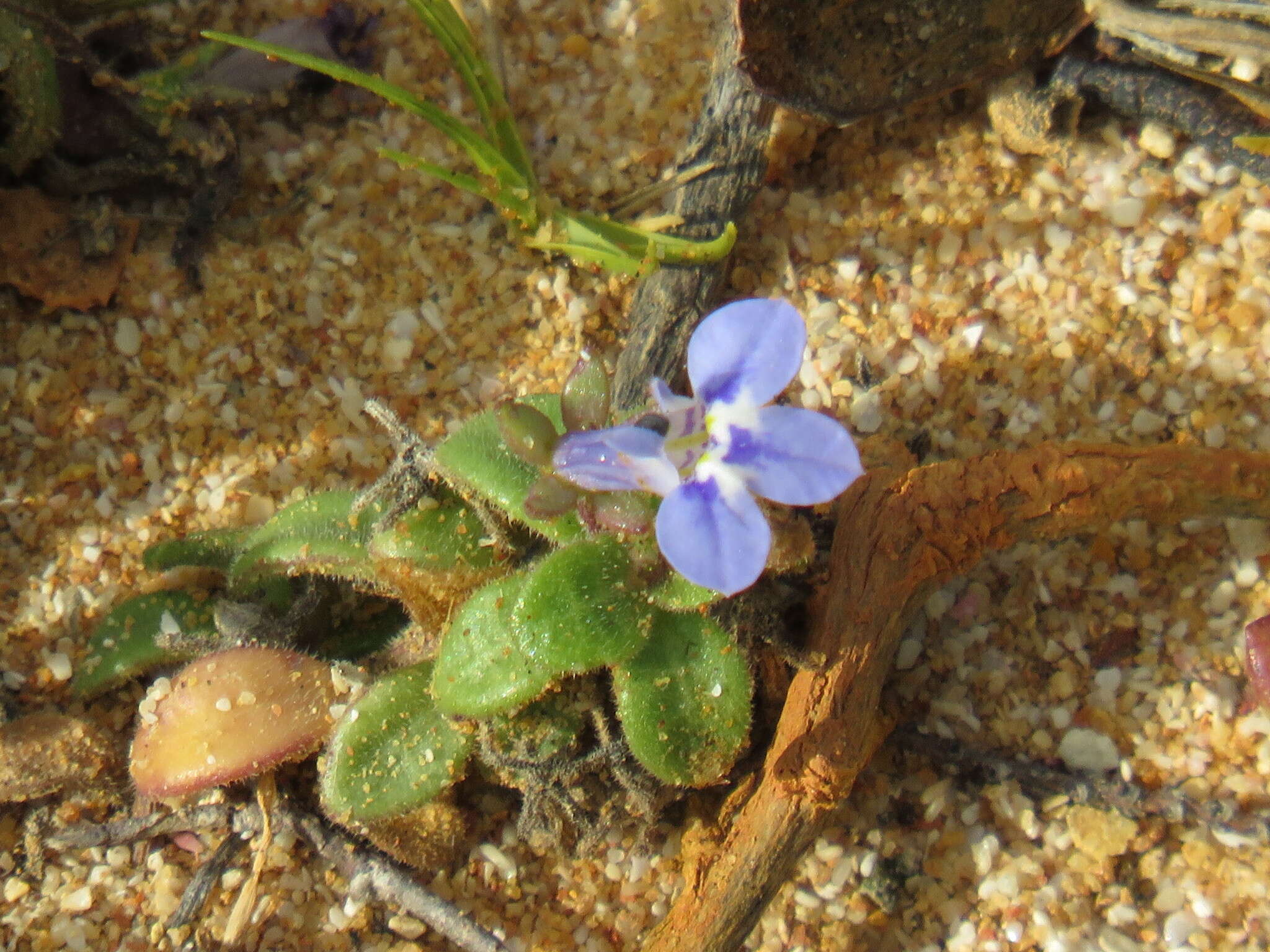 Image of Lobelia boivinii Sond.