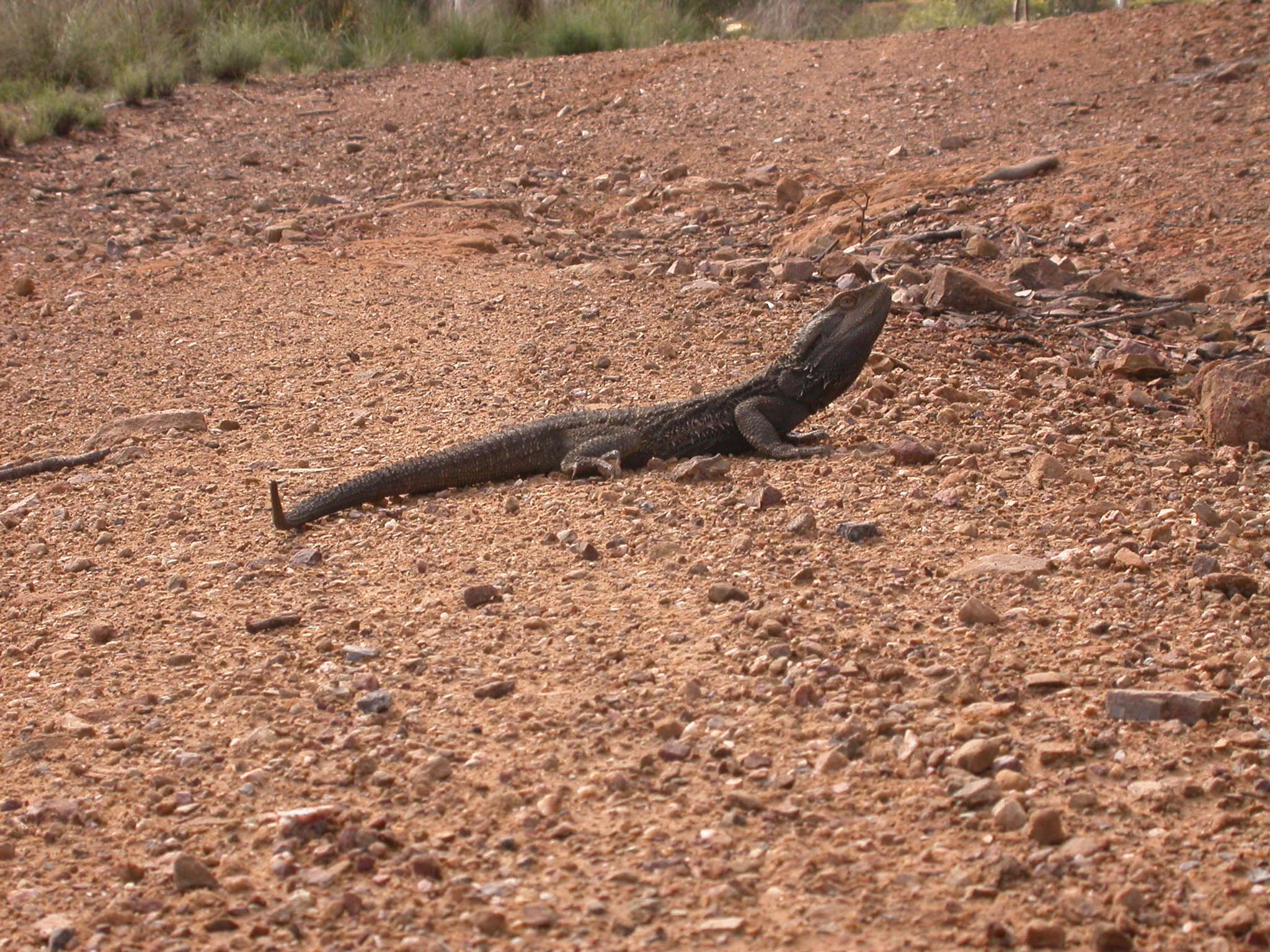 Image of Bearded Dragon