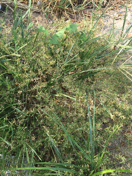 Image of carpetweed