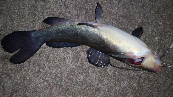 Image of Catfish