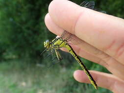 Image of Pronged Clubtail