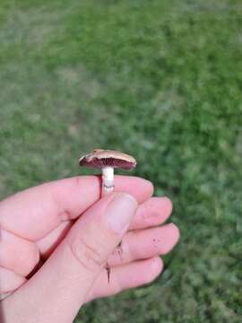 Image of Psilocybe coronilla (Bull.) Noordel. 1995