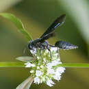 Imagem de Isodontia cyanipennis (Fabricius 1793)