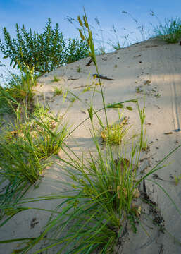 Image of Sand Flat Sedge