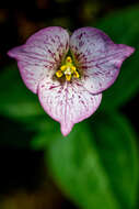 Image of Pseudotrillium