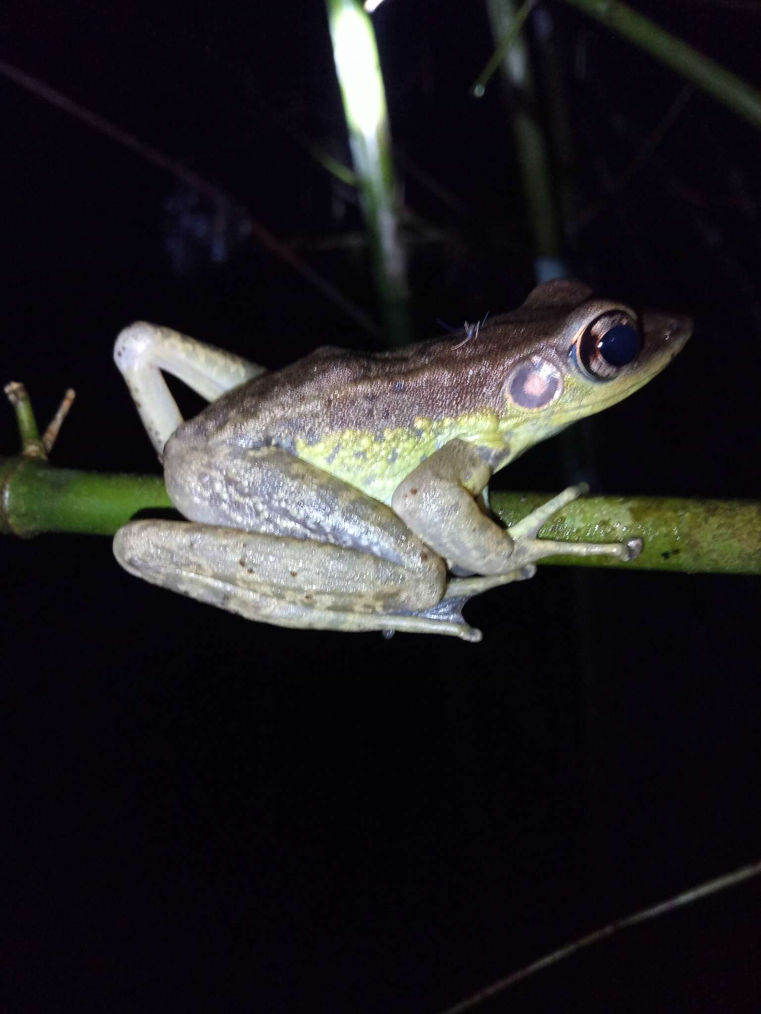 Image of Amnirana lepus (Andersson 1903)