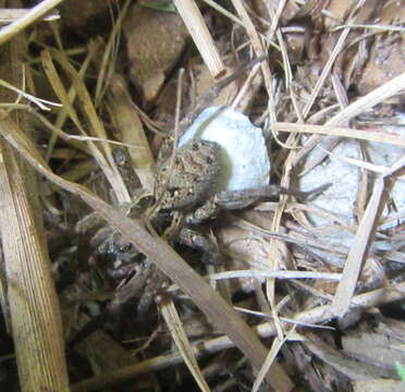 Image of Wolf spider