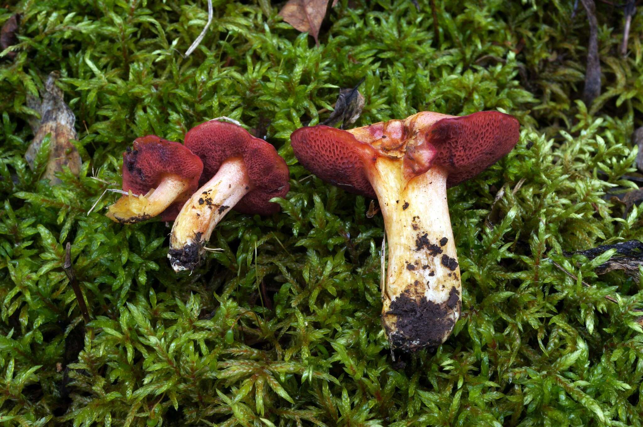 Imagem de Chalciporus rubinellus (Peck) Singer 1973