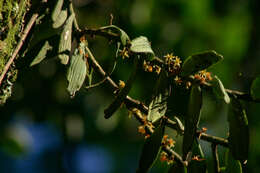 Imagem de Tridactyle anthomaniaca (Rchb. fil.) Summerh.