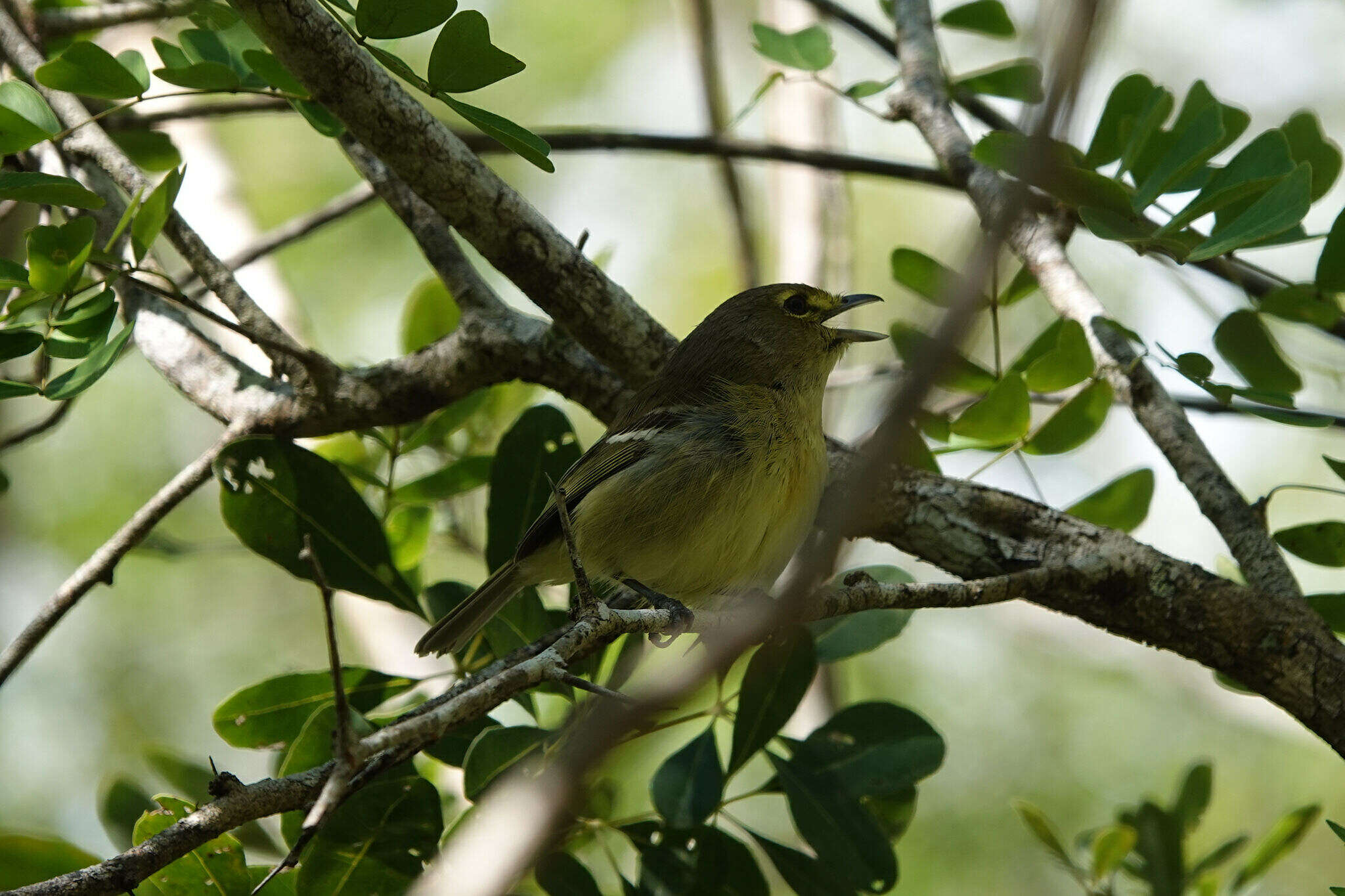 Sivun Vireo crassirostris alleni Cory 1886 kuva