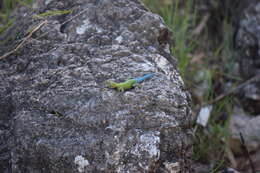 Image of Guatemalan Emerald Spiny Lizard