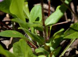 Image of creeping phlox