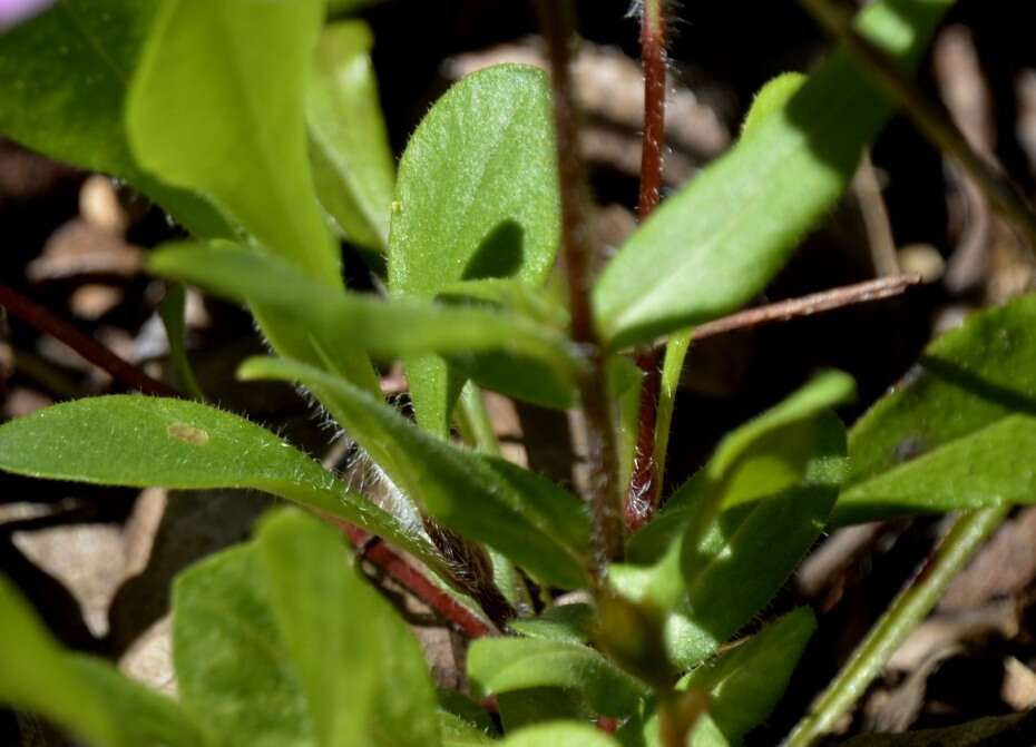 Image of creeping phlox