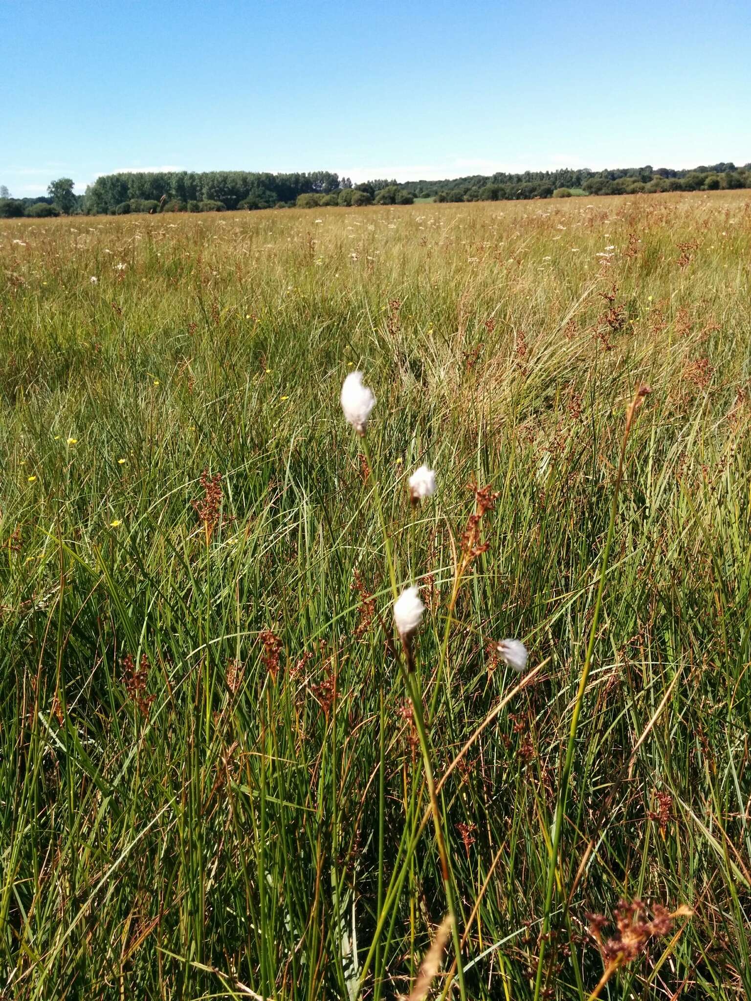 Image of broad-leaved cottongrass
