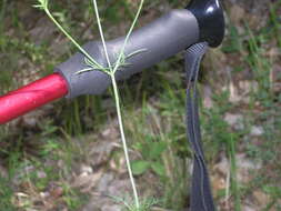 Image of Scabiosa praemontana Privalova