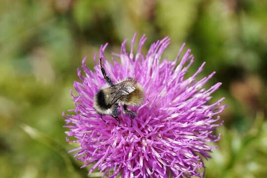 Image of Bombus mesomelas Gerstäcker 1869