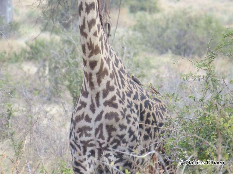 Image of oxpeckers