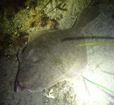 Image of Starry flounders