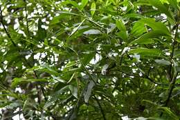 Image of Tonduzia longifolia (A. DC.) Markgr.