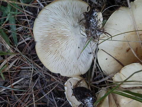 Image of Leucopaxillus paradoxus (Costantin & L. M. Dufour) Boursier 1925